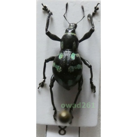 Metapocyrtus lindabonus W.Schultze, 1922 female Philippines8